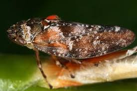 Attēlu rezultāti vaicājumam “Paramesus obtusifrons”