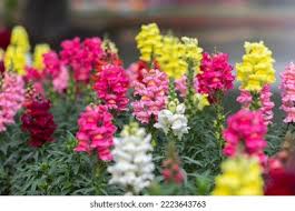 Image result for Antirrhinum majus maximum