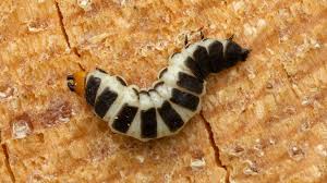 Attēlu rezultāti vaicājumam “Lygistopterus sanguineus”