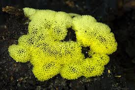 Attēlu rezultāti vaicājumam “Ceratiomyxa porioides spores”