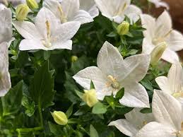 Image result for Campanula isophylla