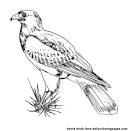 Hawk coloring page