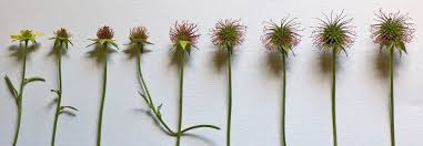 Image result for Geum urbanum
