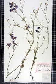 Attēlu rezultāti vaicājumam “Consolida regalis fruit”