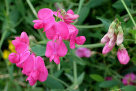 Attēlu rezultāti vaicājumam “Lathyrus tuberosus”