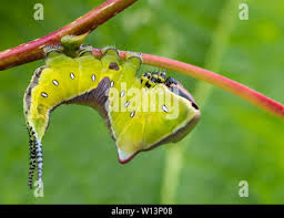 Attēlu rezultāti vaicājumam “Cerura vinula larva”