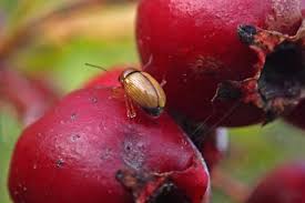 Attēlu rezultāti vaicājumam “Cryptocephalus pusillus”