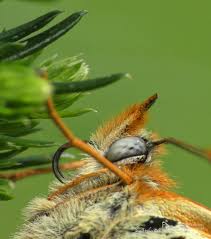 Attēlu rezultāti vaicājumam “Melitaea phoebe upperside”