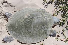 Image result for Lepidochelys kempii