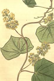 Attēlu rezultāti vaicājumam “Menispermum dauricum leaf”