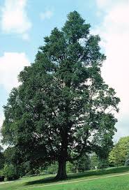 Attēlu rezultāti vaicājumam “Ulmus minor”