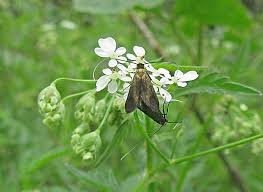 Attēlu rezultāti vaicājumam “Cauchas rufimitrella”