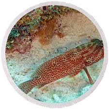 Image result for Epinephelus guttatus