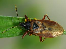 Attēlu rezultāti vaicājumam “Gastrodes grossipes”