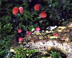 Attēlu rezultāti vaicājumam “Marasmius sp.”