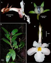 Attēlu rezultāti vaicājumam “Trichia ambigua stalked”