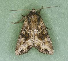 Attēlu rezultāti vaicājumam “Apamea remissa”