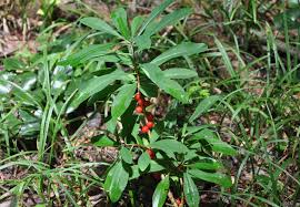 Attēlu rezultāti vaicājumam “Daphne mezereum fruit”