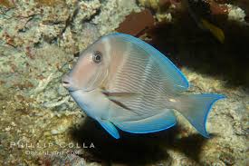 Image result for Acanthurus coeruleus