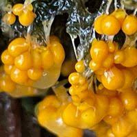 Attēlu rezultāti vaicājumam “Physaraceae”