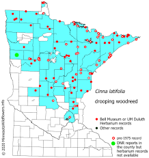 Attēlu rezultāti vaicājumam “Cinna latifolia leaf”
