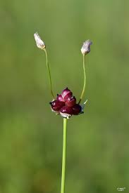 Attēlu rezultāti vaicājumam “Allium scorodoprasum fruit”