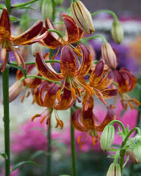 Image result for Lilium martagon `Arabian Night`