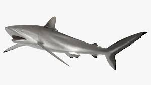 Image result for Carcharhinus falciformis