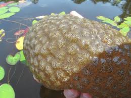 Attēlu rezultāti vaicājumam “Bryozoa”