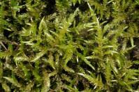 Attēlu rezultāti vaicājumam “Cirriphyllum piliferum”