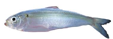 Image result for Alosa chrysochloris