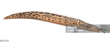 Attēlu rezultāti vaicājumam “Limax maximus”