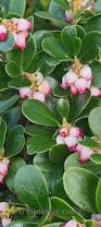 Attēlu rezultāti vaicājumam “Arctostaphylos uva-ursi leaf”
