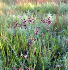 Attēlu rezultāti vaicājumam “Scirpus sylvaticus fruit”