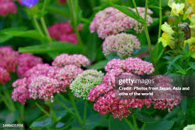 Image result for Chrysanthemum spectabile