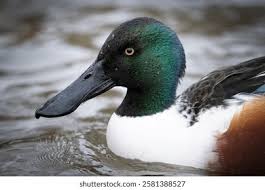 Attēlu rezultāti vaicājumam “Anas clypeata male”