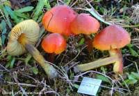 Attēlu rezultāti vaicājumam “Hygrocybe pseudoconica”