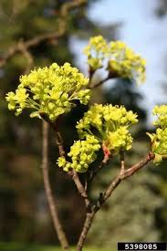 Attēlu rezultāti vaicājumam “Acer platanoides flower”