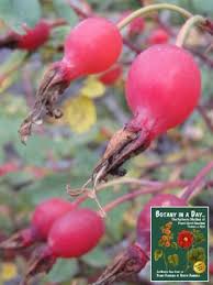 Attēlu rezultāti vaicājumam “Rosaceae”