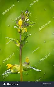 Attēlu rezultāti vaicājumam “Rhinanthus serotinus flower”
