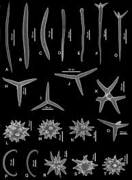 Image result for  f g   C g  p  