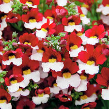 Image result for Elfenspiegel