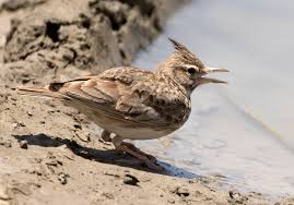 Attēlu rezultāti vaicājumam “Galerida cristata”