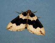 Attēlu rezultāti vaicājumam “Lampropteryx suffumata”