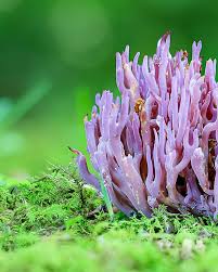 Attēlu rezultāti vaicājumam “Clavaria zollingeri”