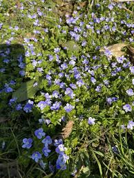 Attēlu rezultāti vaicājumam “Veronica filiformis flower”