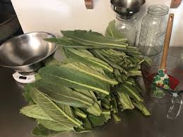 Attēlu rezultāti vaicājumam “Verbascum thapsus fruit”