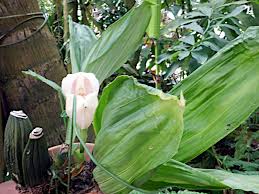 Attēlu rezultāti vaicājumam “Plantago uniflora flower”