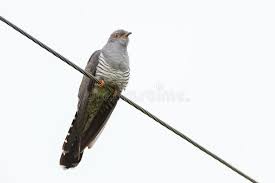 Attēlu rezultāti vaicājumam “Cuculus canorus adult”