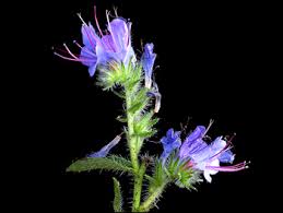 Attēlu rezultāti vaicājumam “Echium vulgare bud”